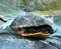 ‘Miracle’ Turtle Survives After Smashing Through Car Windshield