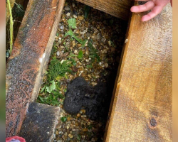 ‘Kittens’ Found Shivering Under Deck Turn Out To Be Something Else Entirely