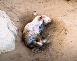 Woman Saves Lonely Rabbit By The Lake — Then Discovers Her Surprise