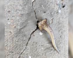 Woman Spots Legs And Tail Sticking Out Of Her Porch — And Realizes Someone Needs Help