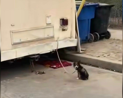 Tiny Puppy Left Tied To Trailer Finally Learns What Love Feels Like