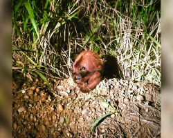 Rescuers Spot Lonely Monkey Hugging Himself On The Side Of The Road