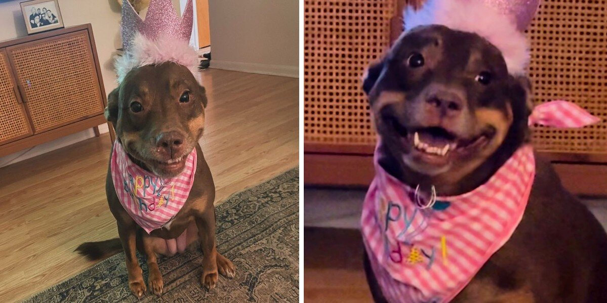 Rescue Pup Throws The Sweetest Smile At Her Surprise Birthday Party