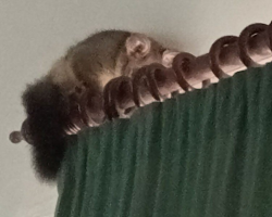 Her Dog Wouldn’t Stop Barking At The Curtains — And The Reason Was Adorable
