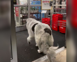 Giant Dog Walks Himself To The Pharmacy Every Day — And Everyone Knows Why
