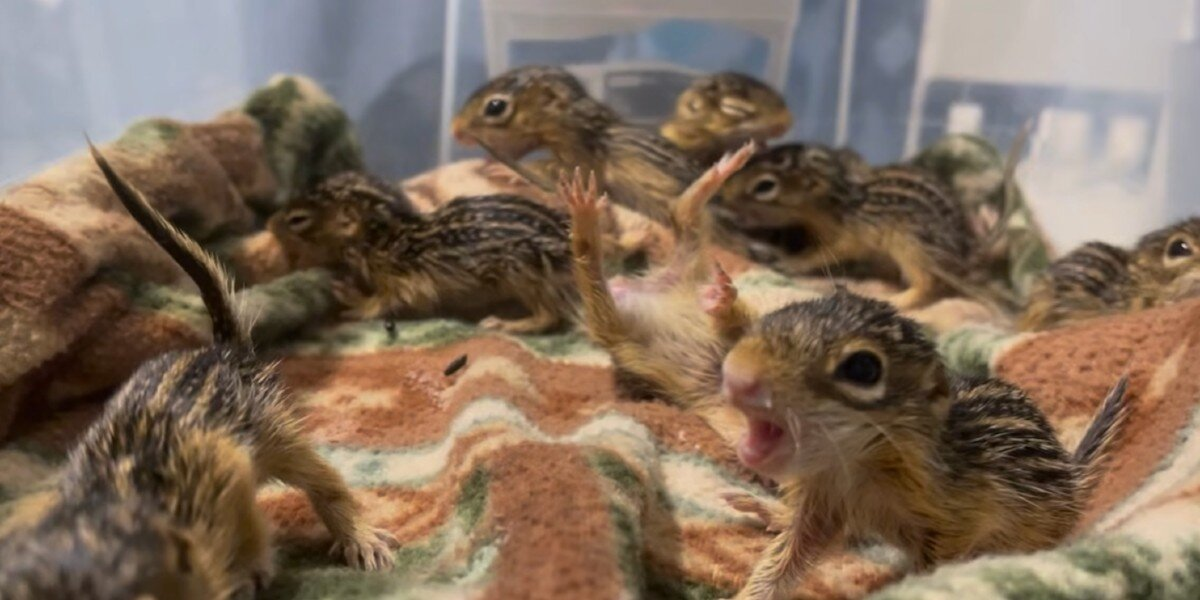 Rescued Baby Squirrels ‘Freeze’ Every Time Someone Walks Into The Room