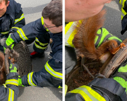 Stubborn Squirrel Freed From Manhole Cover After Giving Rescuers A Hard Time
