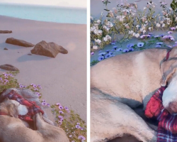 Man Creates a Virtual Beach to Reunite With His Beloved Dog