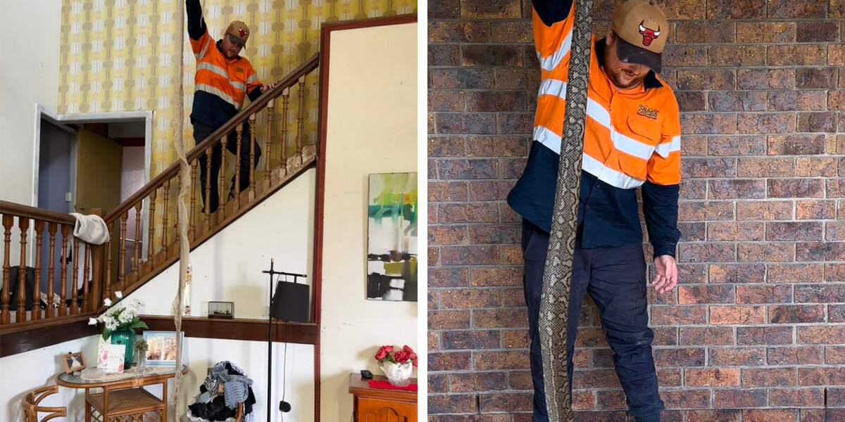 Discovery Of Giant Snake Skin In Attic Leads To An Even Bigger Surprise