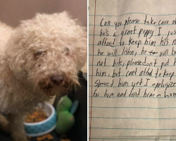 Dog Left In Parking Lot With Heartbreaking Note Finally Gets His Chance At Happiness