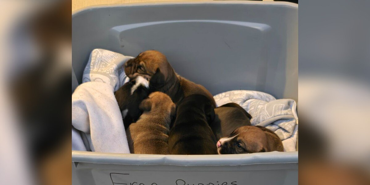 Pastor Discovers a Box of Newborn Puppies on Church Steps