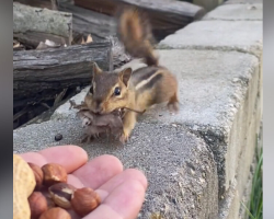 Man Offers Nuts to Chipmunk — Gets a Surprising ‘Gift’ in Return