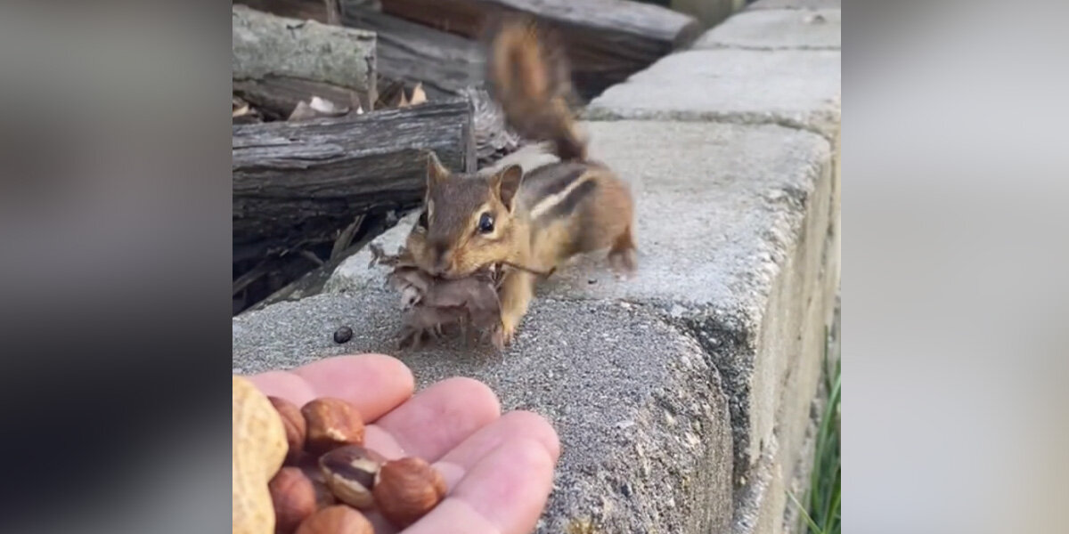 Man Offers Nuts to Chipmunk — Gets a Surprising ‘Gift’ in Return