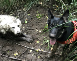 Search Dog Tracks Down Senior Pup Stuck In Mud For Two Long Days
