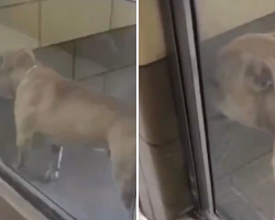 Dog Who Cried In His Shelter Kennel Now Can’t Stop Smiling With His Forever Mom