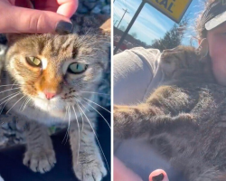 Cat Wanders Up To Food Truck And Chooses The Woman Who’ll Change Her Life