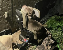 Stray Dog Finds Warmth In Child’s Car Seat During Winter Storm