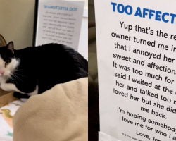 Cat Surrendered For Being “Too Affectionate” Finds Family Who Loves Him Just The Way He Is