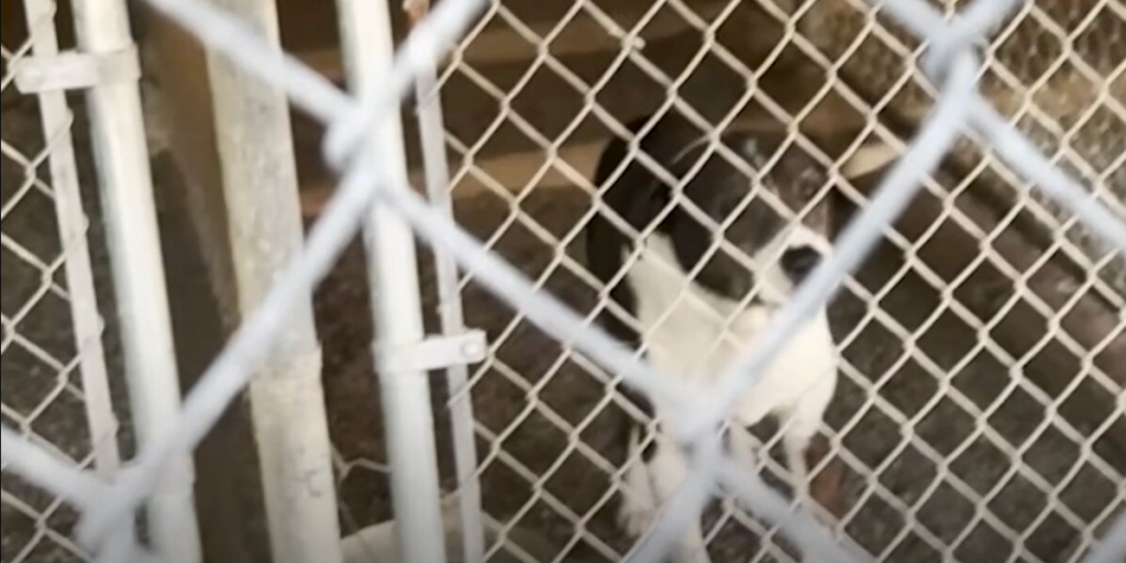 Deaf Senior Dog Overlooked In Fire Evacuation Finds The Happiest Ending