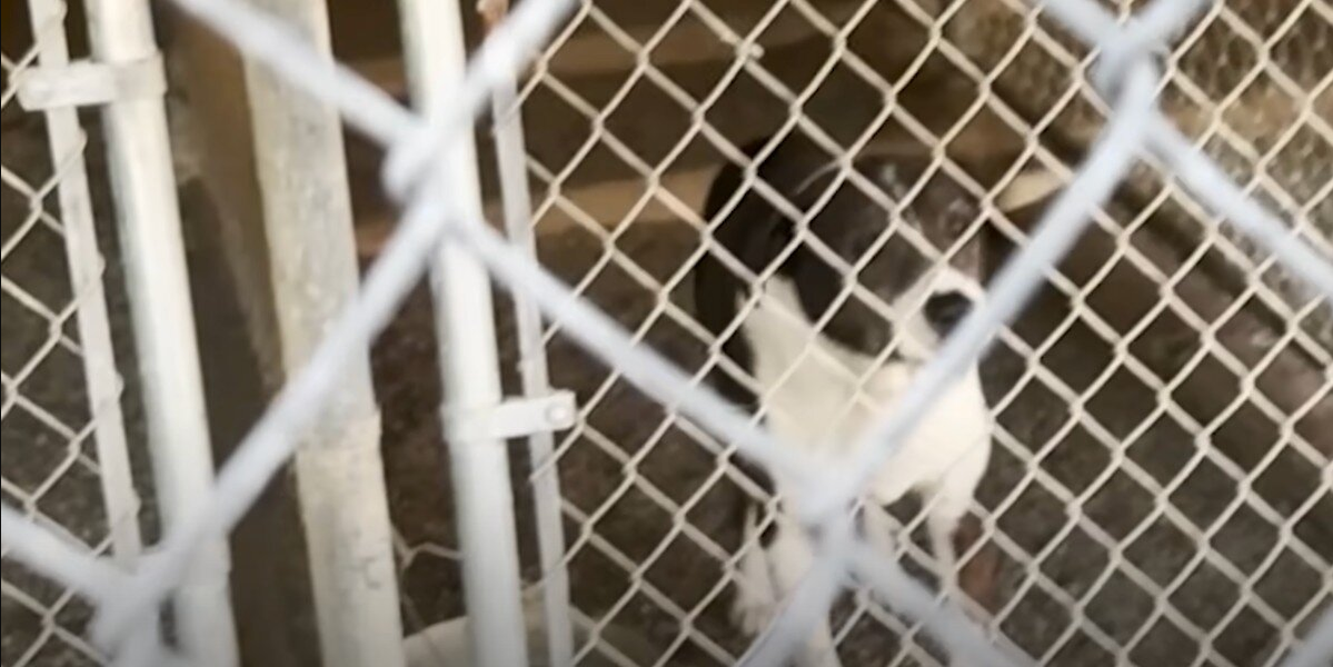 Deaf Senior Dog Overlooked In Fire Evacuation Finds The Happiest Ending