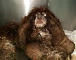 Neglected Dog Looks Unrecognizable After 6 Pounds Of Matted Fur Removed