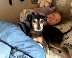 Family Adopts Dog Who Looks Just Like Their Late Pup — And Learns He’s Actually Family