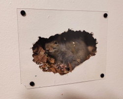 Man Installs a Tiny Window to Watch the Squirrel Secretly Living in His Wall