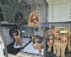 Rescue Dogs Shed Over 50 Pounds Of Matted Fur — And Discover Freedom For The First Time