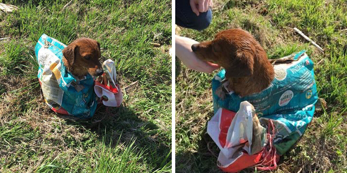 Couple Spots Something Strange On The Road — And Save A Dog’s Life