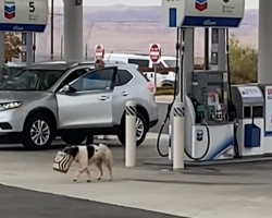 Stray Dog Who Survived By Stealing Starbucks Finally Finds A Home
