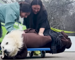Scared Puppy Mill Rescue Too Afraid To Come Inside Foster Home Until…