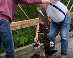 Heroes Rescue Scared Osprey Found Dangling From Wire Off Bridge