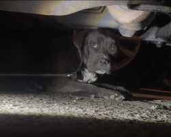 Puppy Found Hiding Under Car Gets A Second Chance At Life