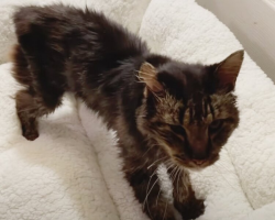 14-Year-Old Stray Cat Discovers Pure Joy In His Very First Bed