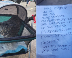 Cat Left In Stroller With Heartbreaking Note Finds Hope At Shelter