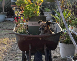 Abandoned Dog Refuses To Leave Wheelbarrow — Waiting For Family Who Never Came Back