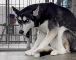 Husky Surrendered For Being ‘Too Much’ Finally Finds The Family She Deserves