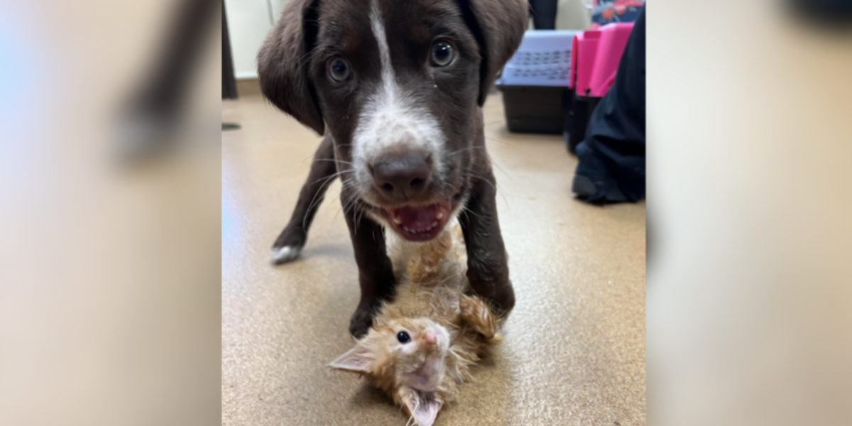 Puppy Gets Lifesaving Surgery — And Finds Love With Another Survivor
