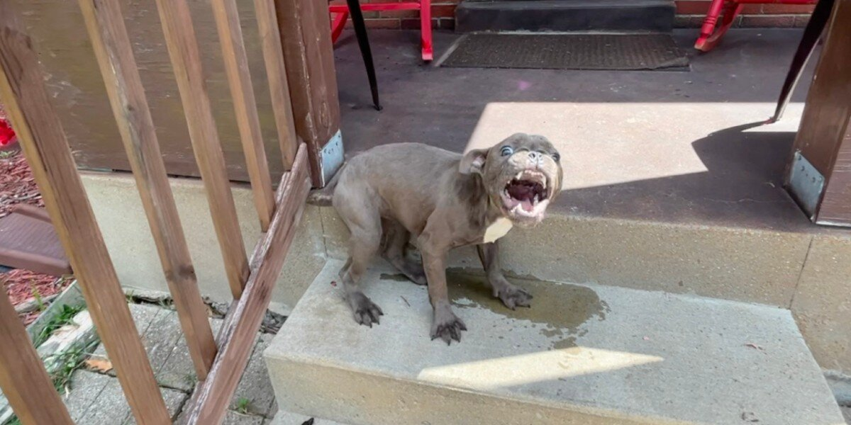 Puppy Refuses To Leave Family’s Porch Until Help Arrives