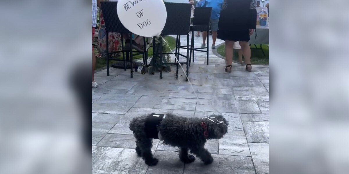 Family Ties A Balloon To Their Senior Dog — So He Can Safely Join The Party