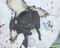 Ceramic Artist Spots Something Stuck In His Mold — Then Realizes They’re Tiny Legs