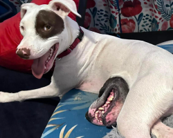 Photo of Dog with a “Stomach Mouth” Has the Sweetest Story Behind It