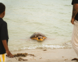 Majestic Sea Turtle Photobombs Family’s Beach Photoshoot — In The Most Magical Way