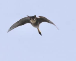 People Are Stumped Over What Looks Like a Flying Cat