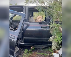 Dog Found Waiting in Abandoned Car — Ready for a Fresh Start