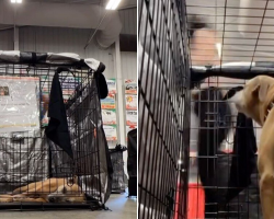 Shelter’s Oldest Dog Watches Everyone Pass Her By — Until The Person Who Loved Her Most Steps Forward