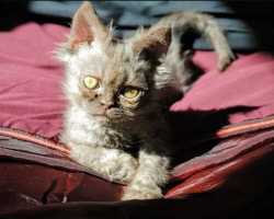 Woman Adopts The Weirdest-Looking Cat She’s Ever Seen — And Starts To Suspect He’s Not Entirely From Earth