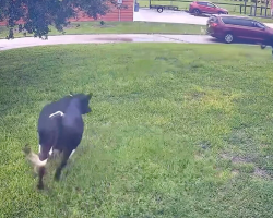 Cows Drop Everything And Sprint Like Puppies When They See Their Mom Come Home