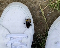 One-Winged Bumblebee Crawls Onto Woman’s Shoe — And Finds the Perfect New Home