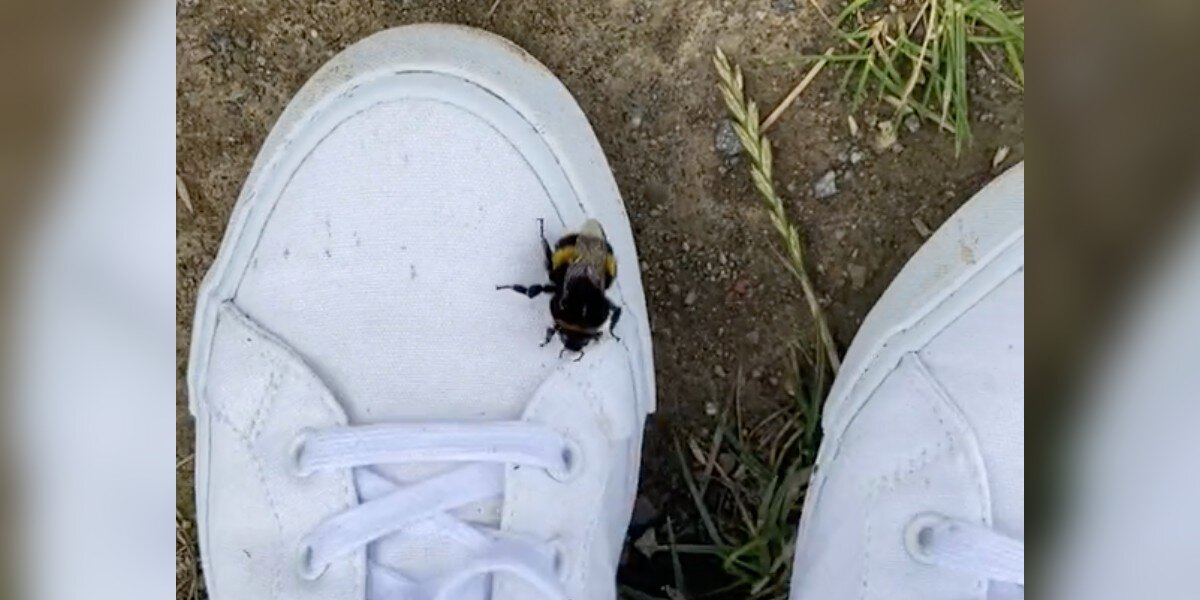 One-Winged Bumblebee Crawls Onto Woman’s Shoe — And Finds the Perfect New Home